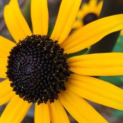 Macro shot of sunflower