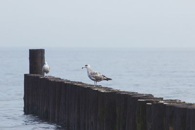 Seagull perching on wooden post in sea against sky