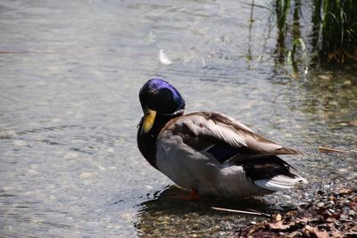 Close-up of duck in lake