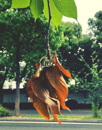 Close-up of bird hanging on tree