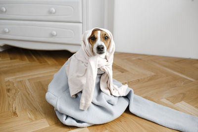 Dog in sweater sitting on floor at home