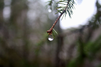 Close-up of raindrops on pine tree