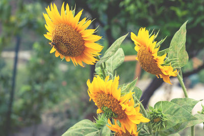 Close-up of yellow flowering plant