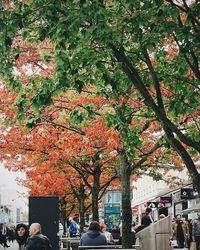 Trees in parking lot