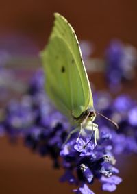 Macro shot of purple flowering plant