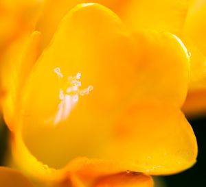 Close-up of yellow flower