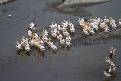 High angle view of seagulls on lake