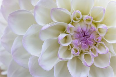 Close-up of purple dahlia flowers