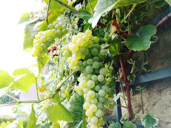 Close-up of grapes in vineyard