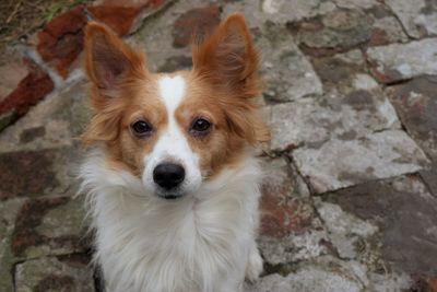 Close-up portrait of dog by wall