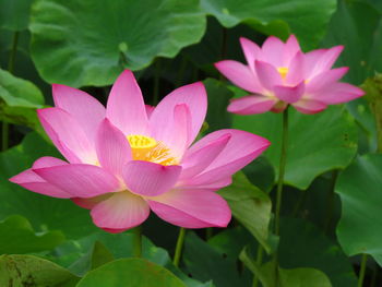 Close-up of pink lotus 