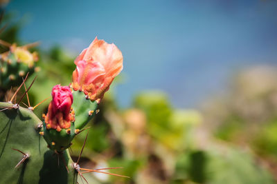 Close-up of rose plant