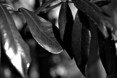 Close-up of plant