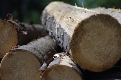 Close-up of logs in forest