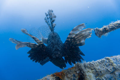 Lion fish while threatening the diver.