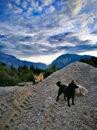 View of a dog on landscape against cloudy sky