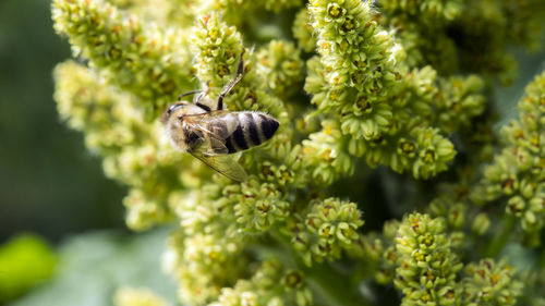 Close-up of butterfly pollinating on flower