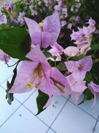 Close-up of fresh purple flowers blooming outdoors