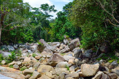 Rocks and trees in forest