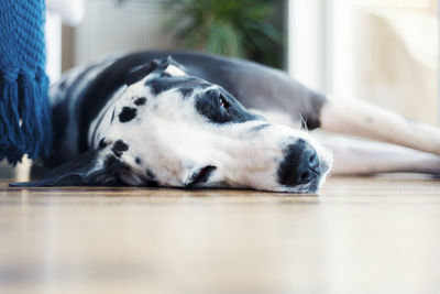 Close-up of a dog resting on floor at home