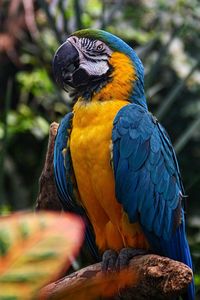 Close-up of a parrot