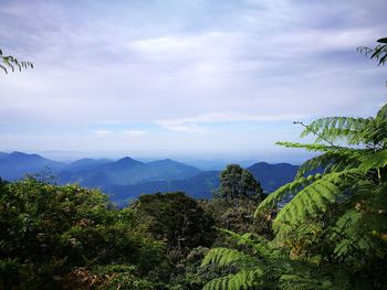 Trees and mountains against sky