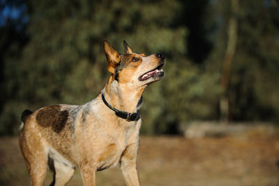 Portrait of dog outdoors