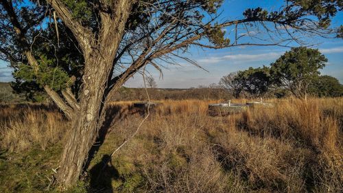 Trees on landscape