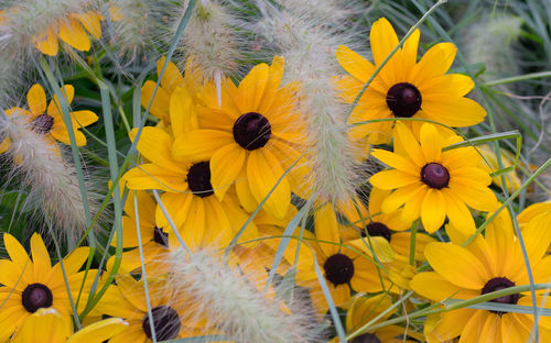 Close-up of yellow flowering plant