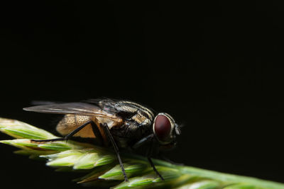 Close-up of housefly on black background