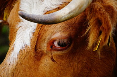 Close-up of cow