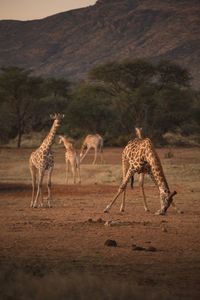 Giraffe standing on land