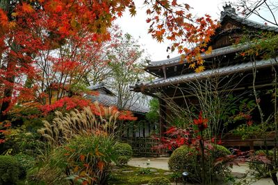 Autumnal leaves on tree trunk