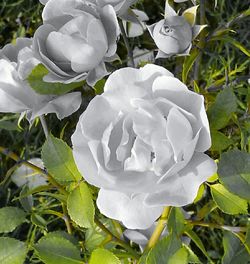 Close-up of white rose flower