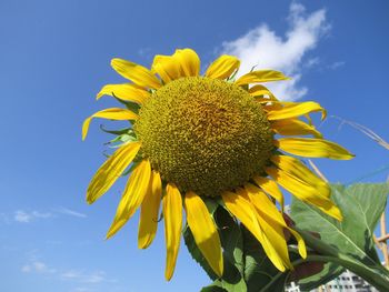 Close-up of sunflower against sky