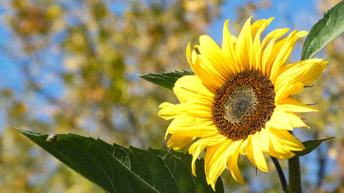 Close-up of sunflower