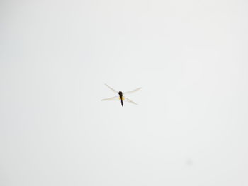 Low angle view of airplane flying against clear sky