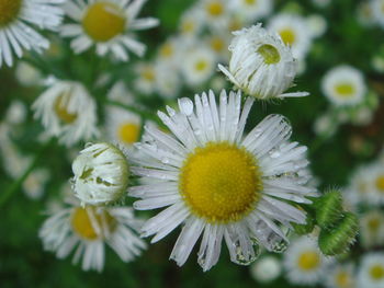 Close-up of fresh white daisy flowers