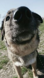 Close-up of dog on field