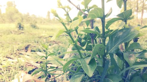 Close-up of plants growing on field