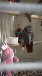 View of parrot in cage