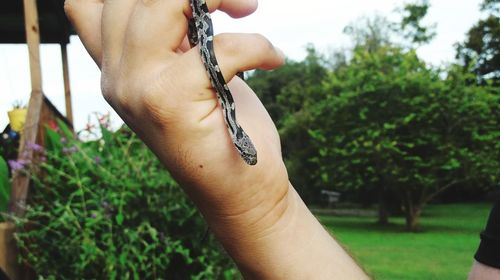 Close-up of hand holding snake