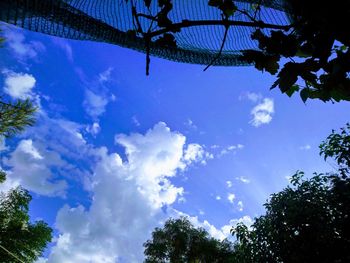 Low angle view of trees against blue sky