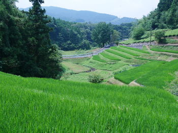 Scenic view of agricultural field