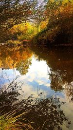 Reflection of trees in lake