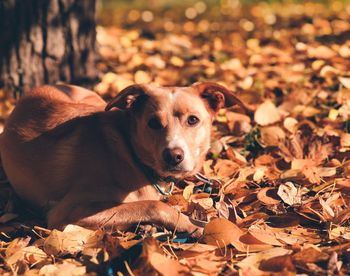 Close-up of a dog on field during autumn