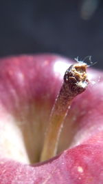 Close-up of spider on flower