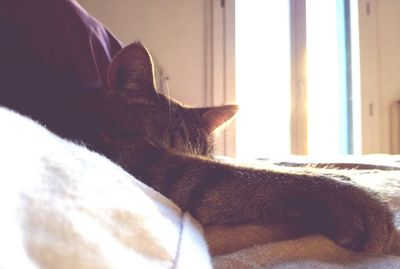 Low section of woman on window