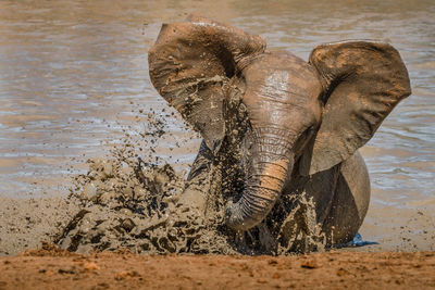 Elephant playing in muddy water