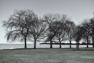 Trees on beach against clear sky